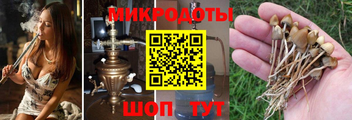 Славгород  Псилоцибиновые грибы Psilocybine cubensis  купить закладку  Вход с VPN 
